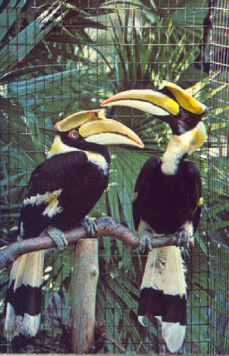 BIRDS PROTECTED ON DISCOVERY ISLAND
