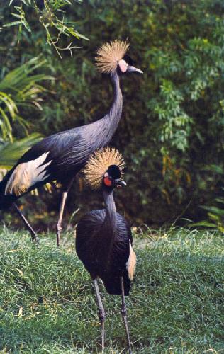 ROYAL INHABITANTS OF DISCOVERY ISLAND