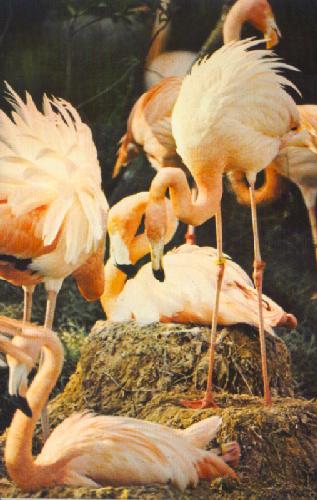 FLAMINGOS ROAM DISCOVERY ISLAND