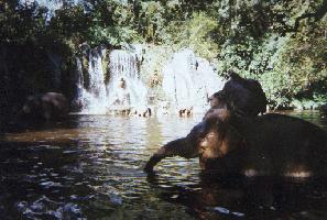 elephant bathing pool