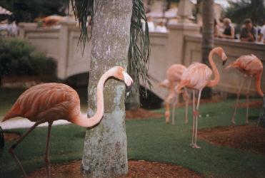 near the entrance to World showcase tropical birds swim walk and wade.